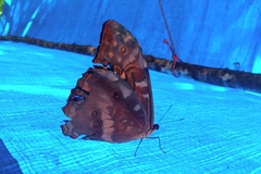 Morpho telemachus