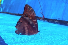 Morpho telemachus