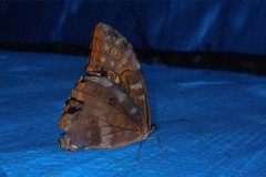 Morpho telemachus