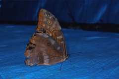 Morpho telemachus