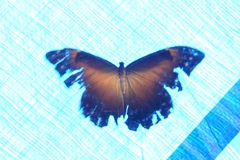 Morpho telemachus