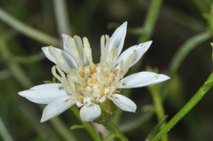 Gutierrezia gilliesii