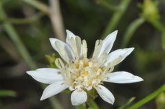 Gutierrezia gilliesii