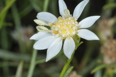 Gutierrezia gilliesii
