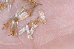 Gutierrezia gilliesii