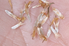 Gutierrezia gilliesii