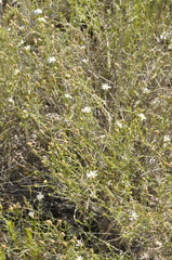 Gutierrezia gilliesii