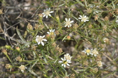 Gutierrezia gilliesii