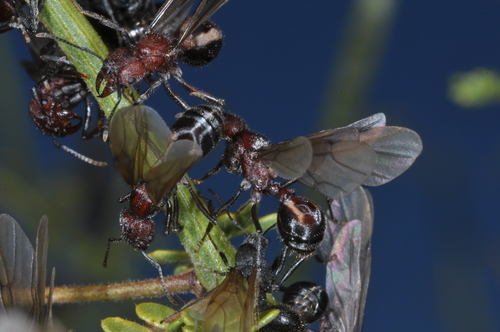 布氏祖切叶蚁Amoimyrmex bruchi