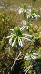 Erica thomae thomae