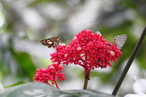 Pyroneura liburnia