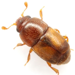 Carpophilus nepos