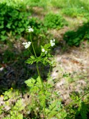 Chaerophyllum tainturieri tainturieri