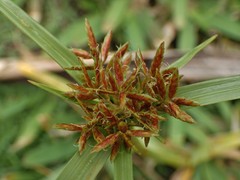Cyperus intactus