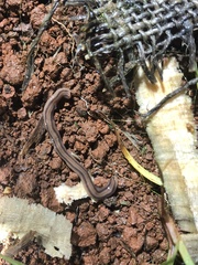 Othelosoma africanum