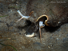 Strombus alatus