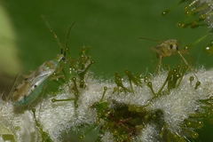 Macrolophus praeclarus