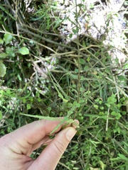 Parsonsia capsularis