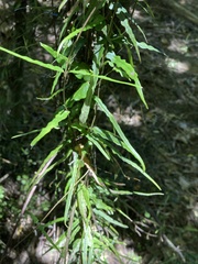 Parsonsia capsularis
