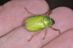 Brachysternus prasinus