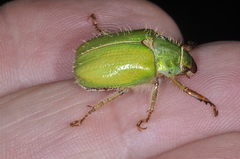 Brachysternus prasinus