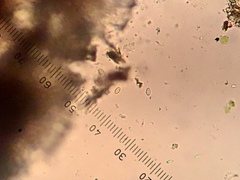 Leimonis erratica