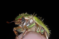 Brachysternus prasinus