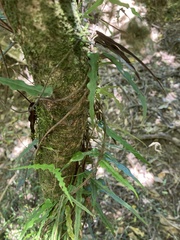 Parsonsia capsularis
