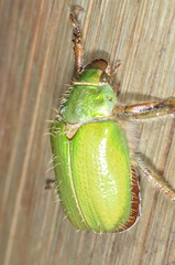 Brachysternus prasinus