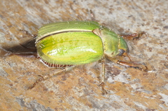 Brachysternus prasinus