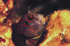 Tessellated Blenny photo 5