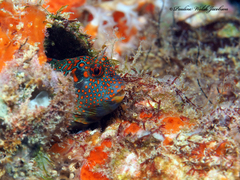 Tessellated Blenny photo 4