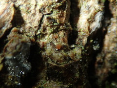Bacidia rubella
