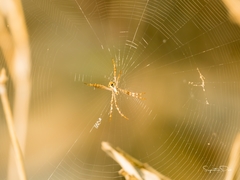 Argiope aetheroides