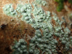 Pertusaria leioplaca