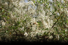 Apis mellifera