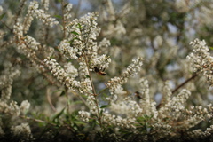 Apis mellifera