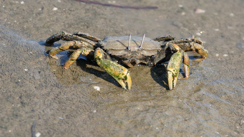 Venitus latreillii