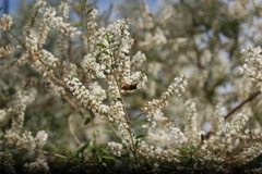 Apis mellifera