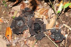 Rafflesia lagascae