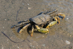 Venitus latreillei