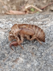 Cicadidae