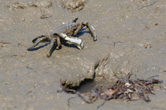 Venitus latreillei