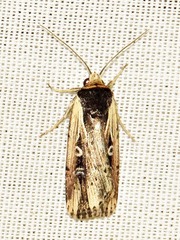 Axylia annularis