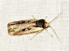 Axylia annularis