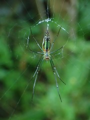 Leucauge undulata