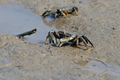 Venitus latreillei