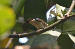Anthreptes neglectus
