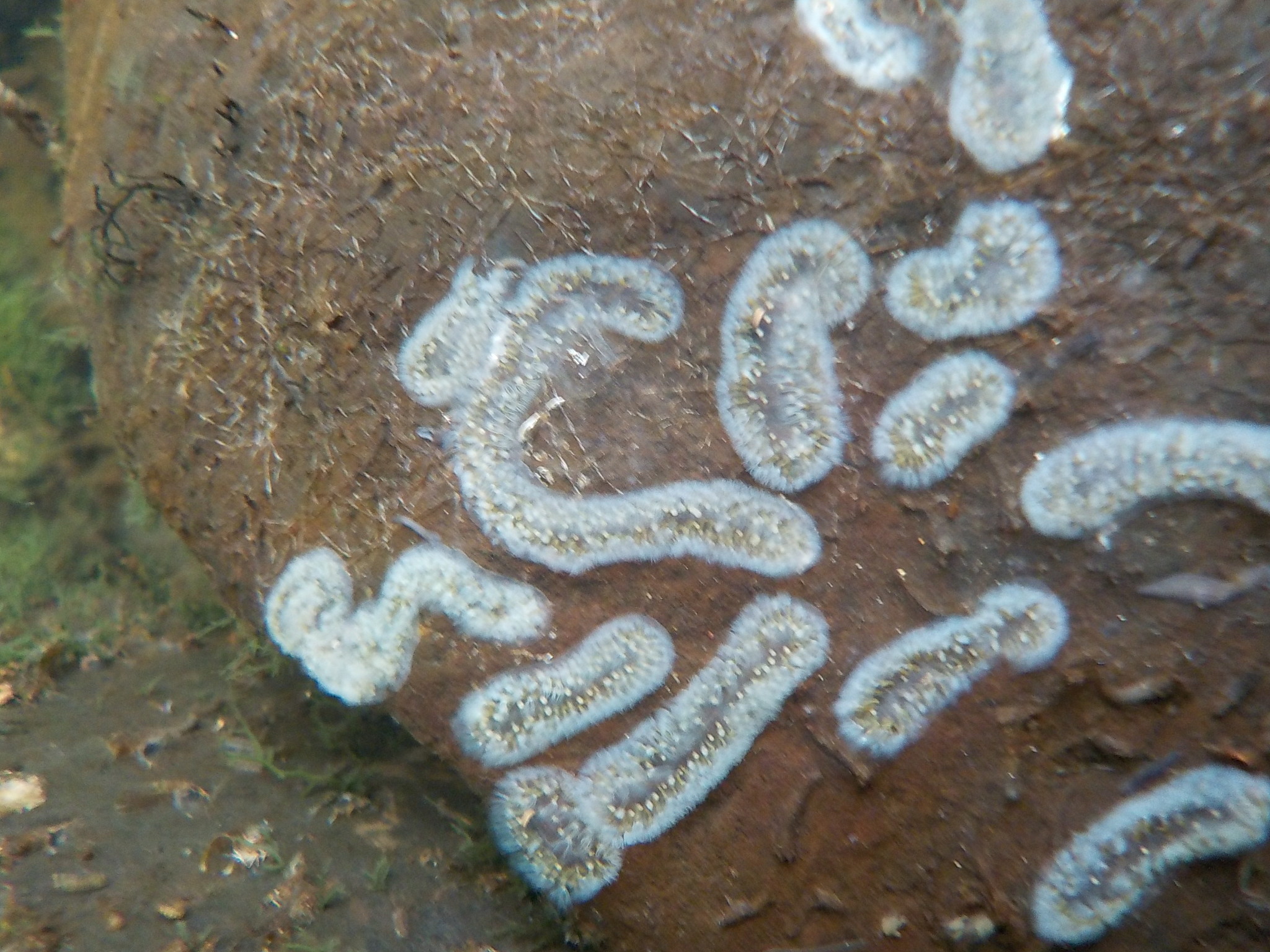 Cristatella mucedo Cuvier, 1798