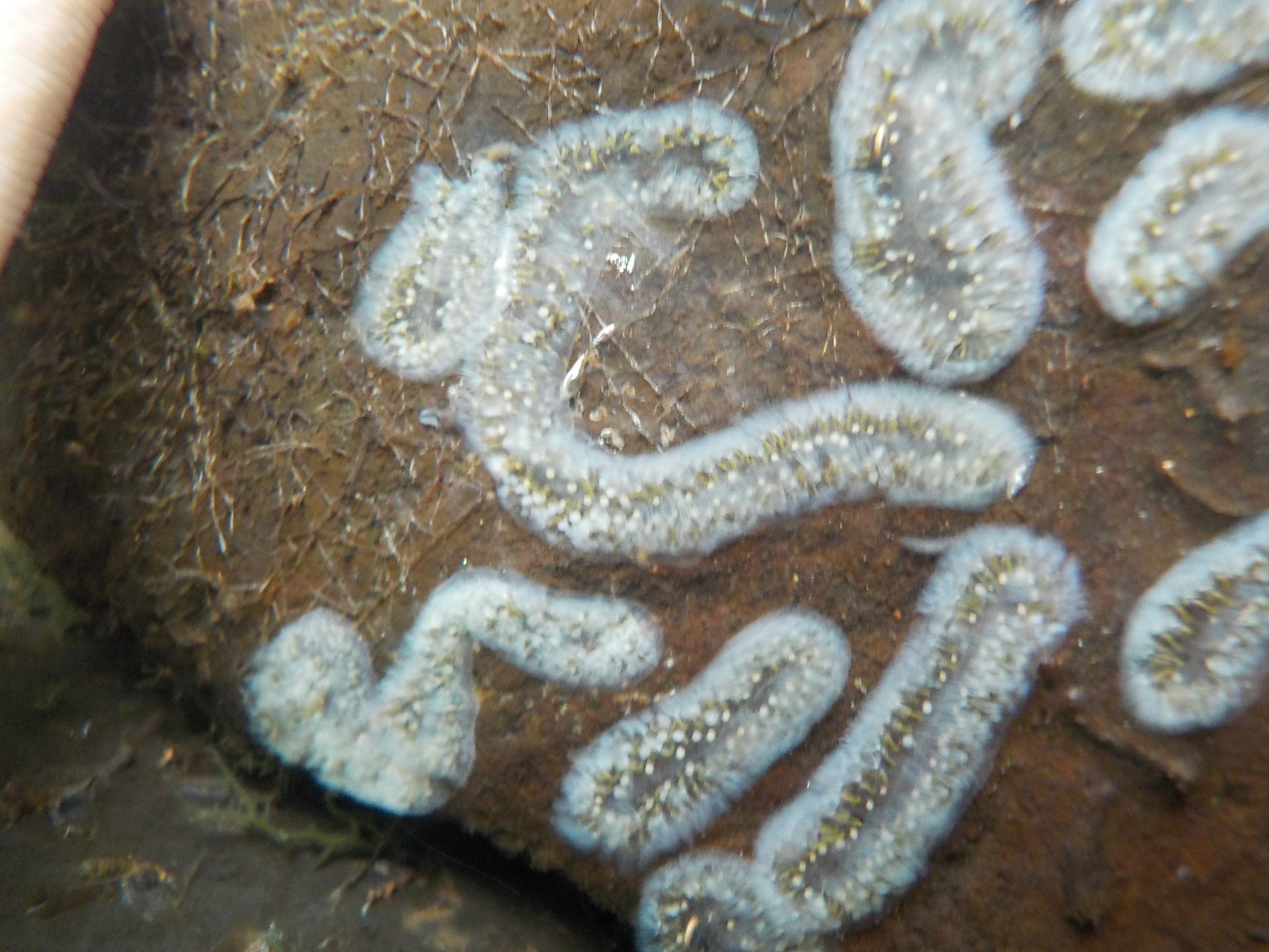 Cristatella mucedo Cuvier, 1798
